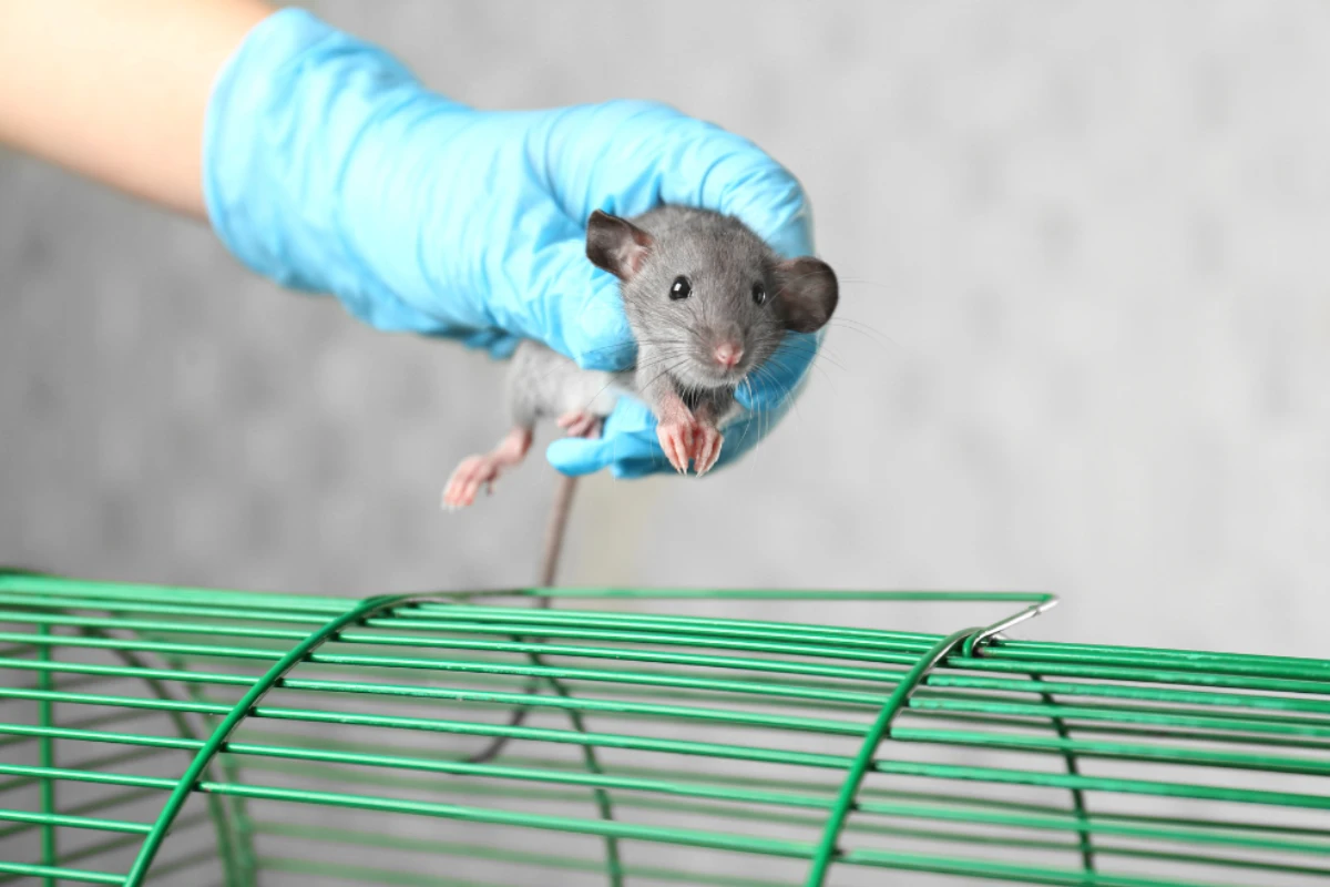 Rodent Control