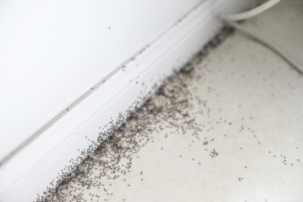 Ant Control