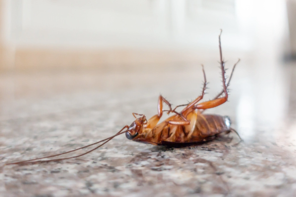 Cockroach Control