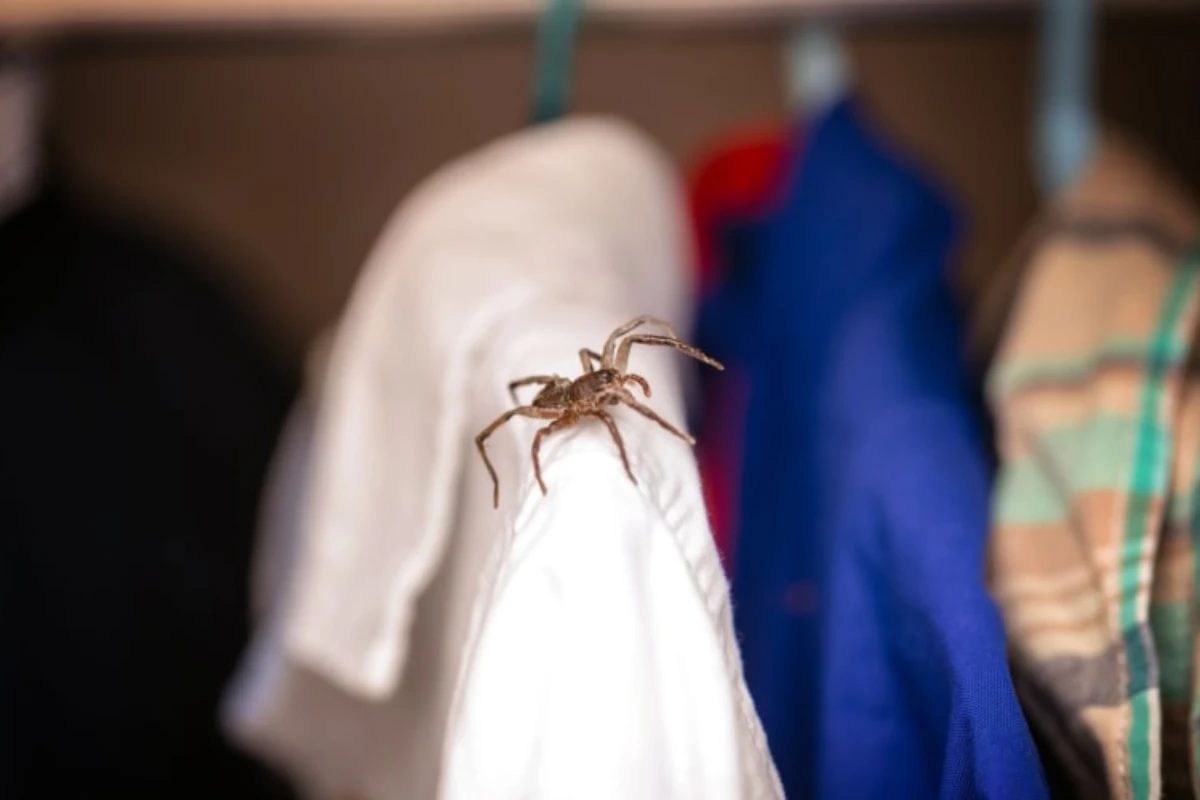 Spider Control