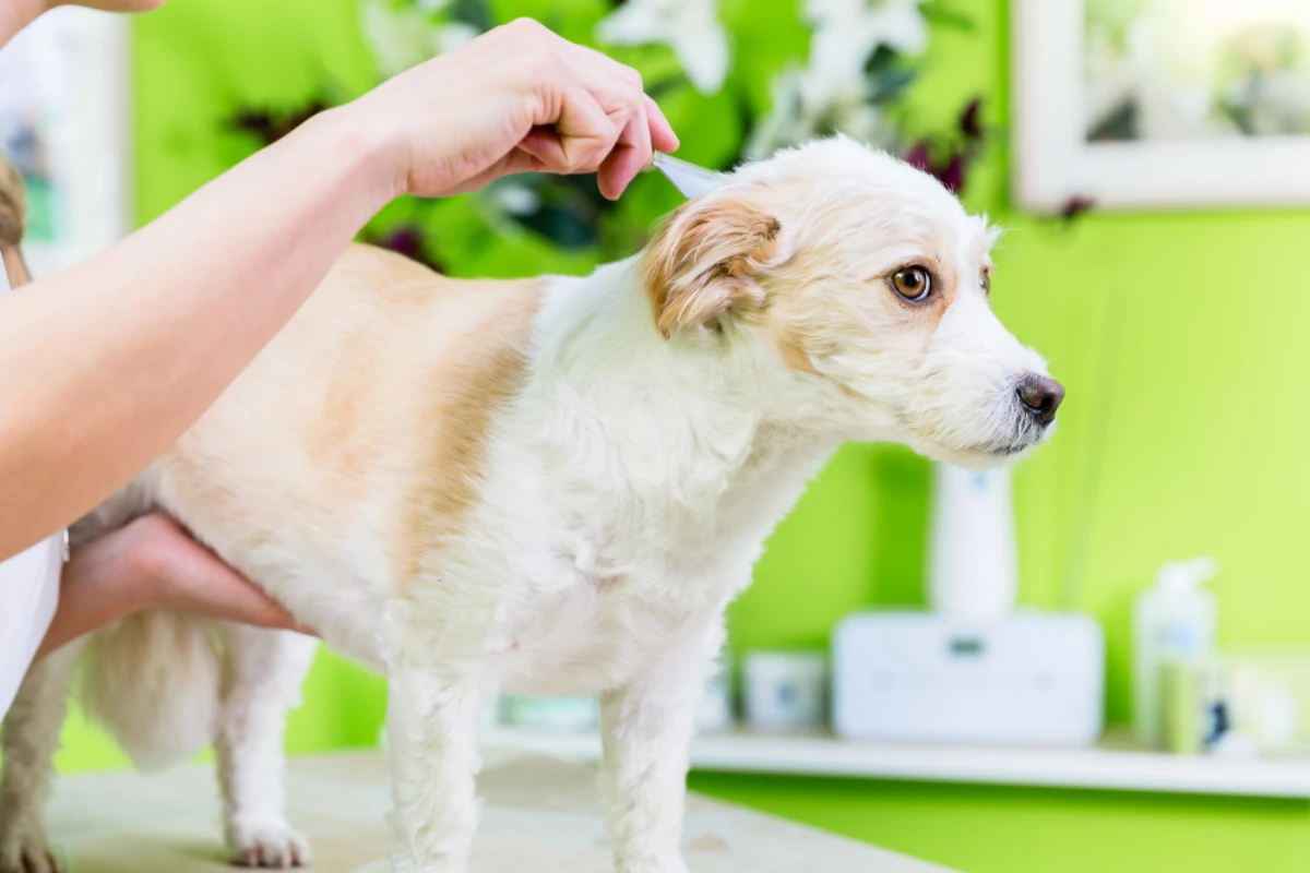 Flea Treatment